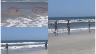 "Ieşiţi din apă! Acum!" Doi rechini, filmaţi la o distanţă periculos de mică de mal. Clipe de panică pe o plajă din SUA