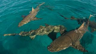 Scene din filmul "Fălci" pe o plajă din Bahamas. Un băiat de opt ani a fost atacat de trei rechini: "Tati, nu vreau să mor"