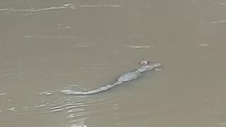 Momentul înspăimântător în care trupul unui bărbat este târât de către un crocodil, de-a lungul unui râu din India
