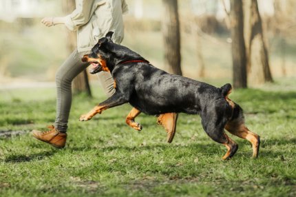 Tânără de 23 de ani, cu un picior sfâşiat, după ce a fost muşcată de un Rottweiler pe o stradă din Mangalia