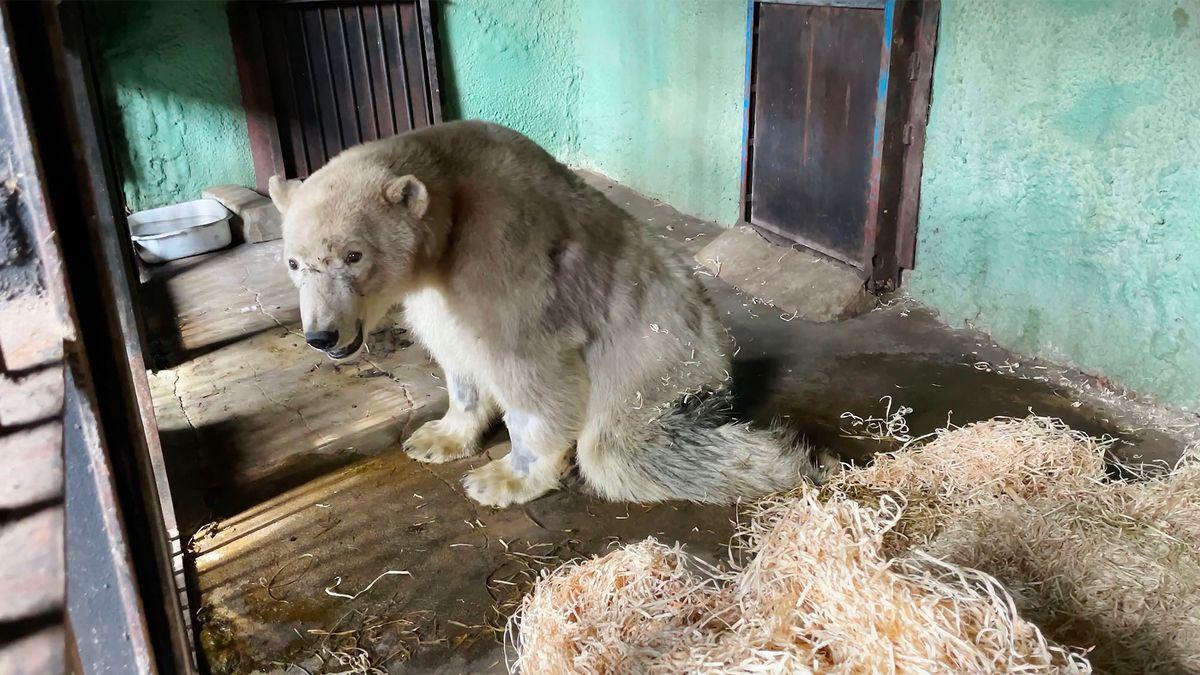 Dikson cântărea de trei ori mai puțin decât trebuia la sosirea la grădina zoologică