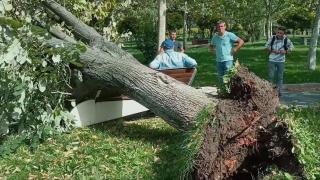 Copac prăbușit peste un om care stătea pe o bancă, în Parcul Esplanadei din Slatina
