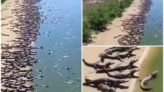 Imagini impresionante cu sute de caimani, filmaţi la malul apei, în Brazilia