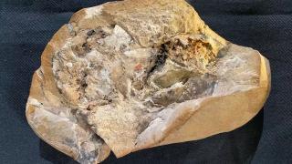 Cea mai veche inimă găsită vreodată datează de acum 380 de milioane de ani. Descoperirea ar putea face lumină în cazul evoluţiei viețuitoarelor