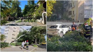 Vijeliile au făcut prăpăd în țară. Copaci rupți și mașini distruse în București și mai multe județe. Activitatea portului Constanța, oprită