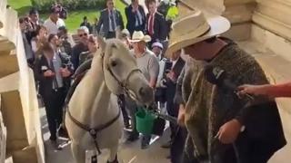 Un senator columbian a intrat pe cal în Congres: "Putem să ne aducem animalele de companie"