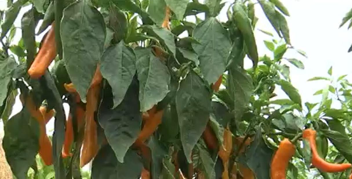 Cel mai iute ardei din lume a fost creat la Buzău. Totul a pornit de la dorinţa producătorilor celebrilor cârnaţi de Pleşcoi care doreau un condiment special