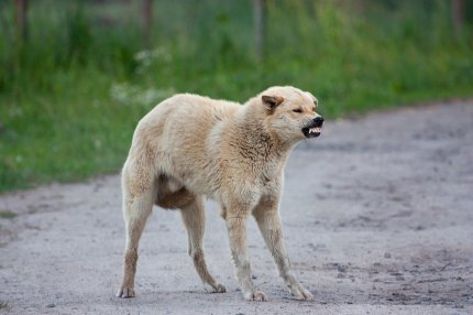 Câine maidanez