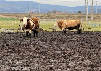 60 de vaci, ţinute sub cerul liber şi în noroi până la genunchi, la "crescătoria" unui fermier din Arad. Reacţia autorităţilor