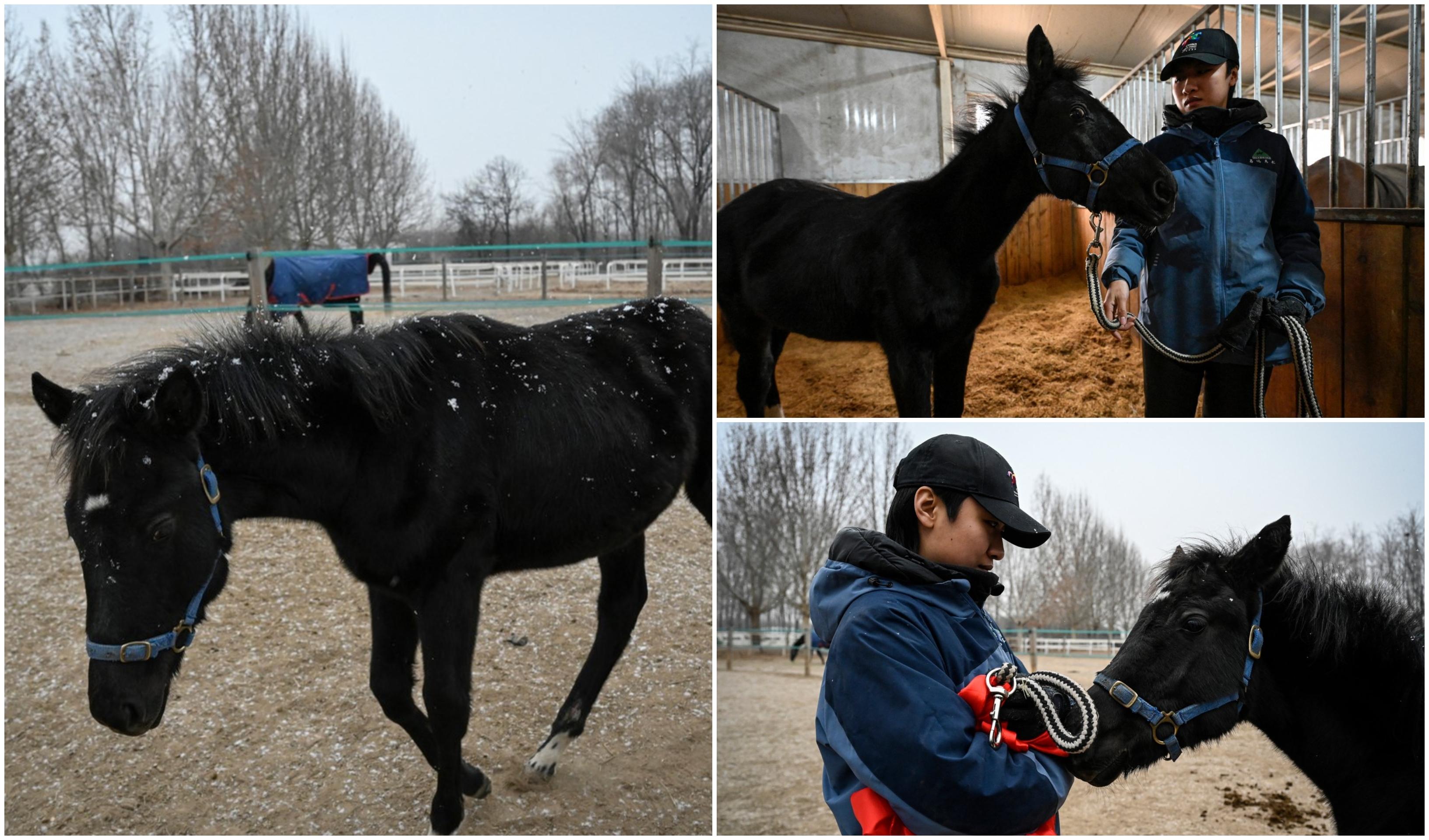Premieră în China: "Zhuang Zhuang" este primul cal clonat din ţară. Cum ajută procesul de clonare dezvoltarea sporturilor ecvestre