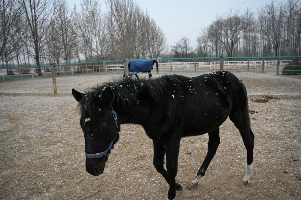 Premieră în China: "Zhuang Zhuang" este primul cal clonat din ţară. Cum ajută procesul de clonare dezvoltarea sporturilor ecvestre