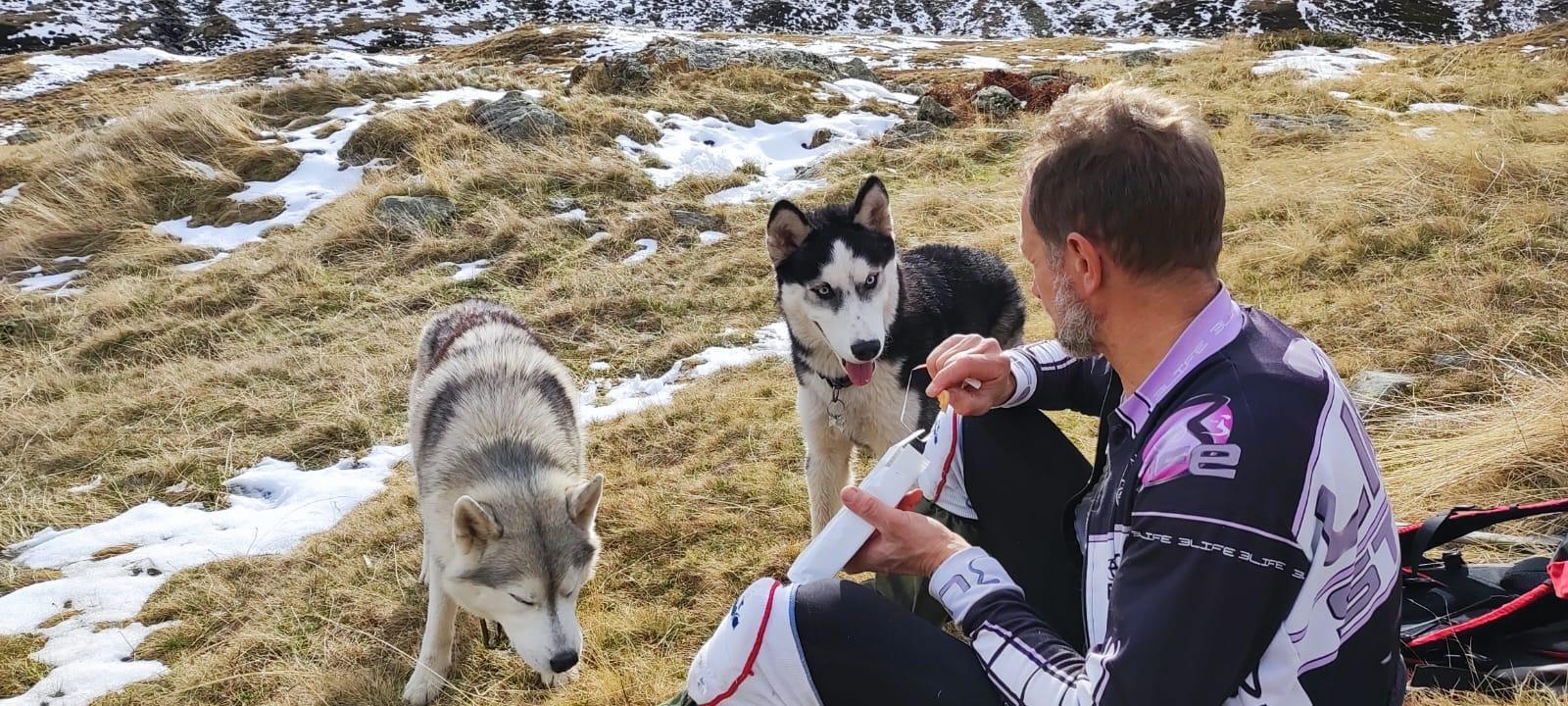 Cei doi câini husky pentru care un român din Italia și-a dat viața își caută casă nouă. Fiul bărbatului a primit deja zeci de telefoane