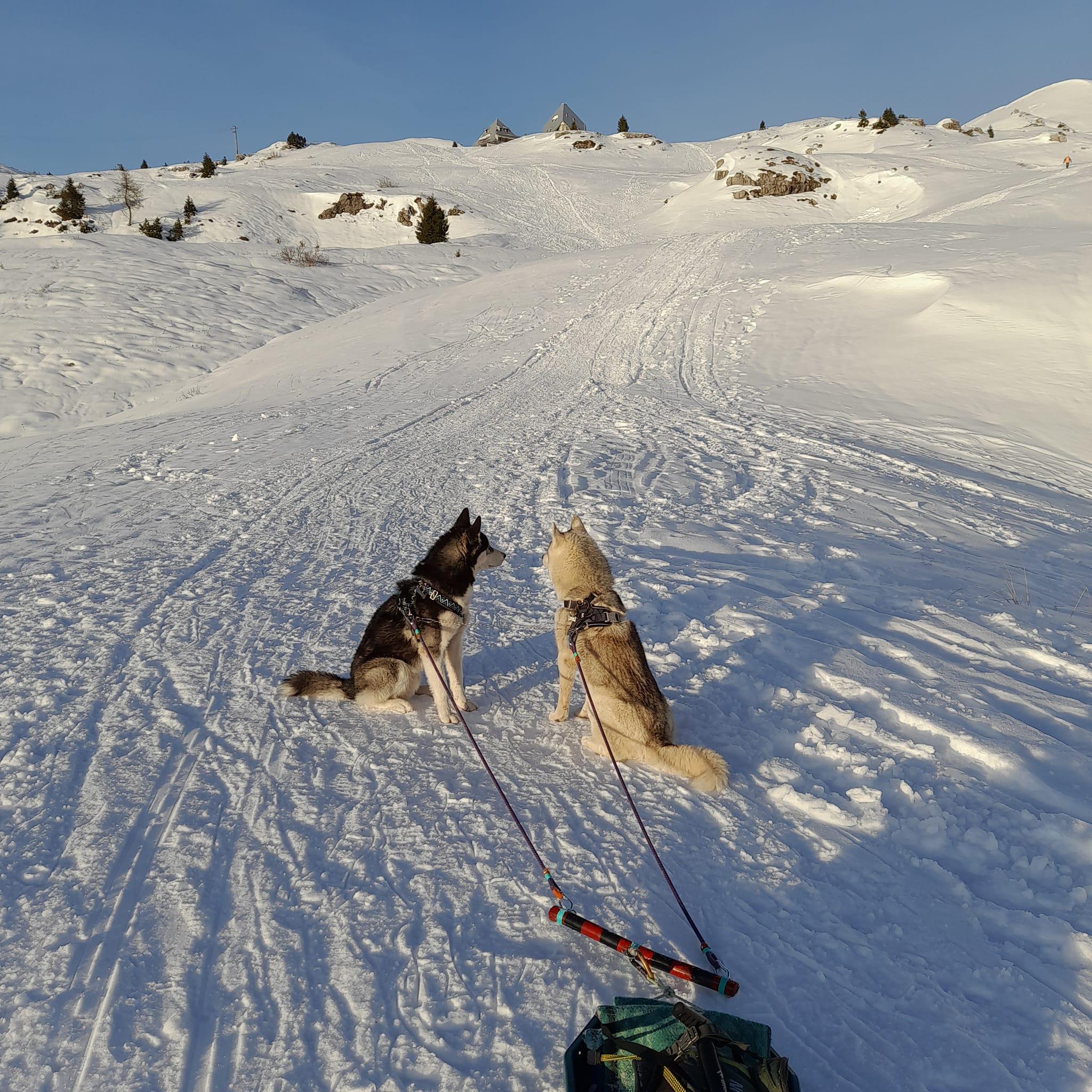 Cei doi câini husky pentru care un român din Italia și-a dat viața își caută casă nouă. Fiul bărbatului a primit deja zeci de telefoane