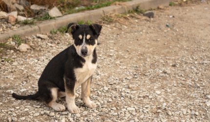 O femeie s-a ales cu o amendă uriașă, după ce și-a abandonat câinele rănit pe marginea unui drum