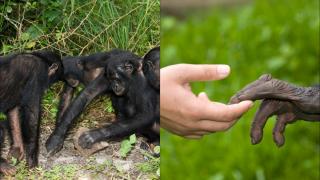 Un studiu din UK a reușit să înțeleagă gesturile pe care cimpanzeii le folosesc pentru a comunica între ei. Cum flirtează primatele