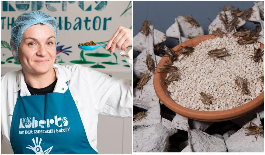 Făina de greiere a fost aprobată de UE pentru orice tip de mâncare Făina de greiere a fost aprobată de UE pentru orice tip de mâncare
