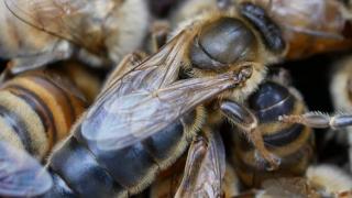 (P) Mătcile caucaziene garantează succesul în apicultură