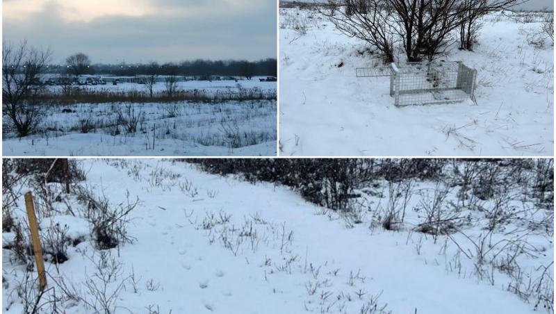54 de câini, capturaţi în zona Lacul Morii, unde a murit Ana Oros, susţine ASPA. 88 de maidanezi, ridicaţi în total din Bucureşti
