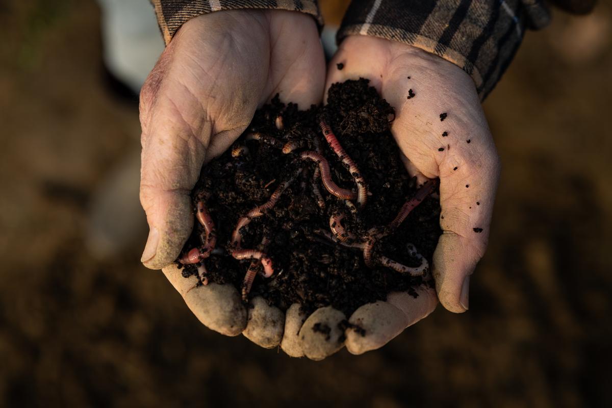 Rolul râmelor în producția mondială de cereale este la fel de important ca și cel al Rusiei Rolul râmelor în producția mondială de cereale este la fel de important ca și cel al Rusiei