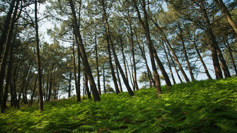 Trei adolescenţi din Arad, cercetaţi de poliţişti, după ce au dus în pădure o fată să o violeze