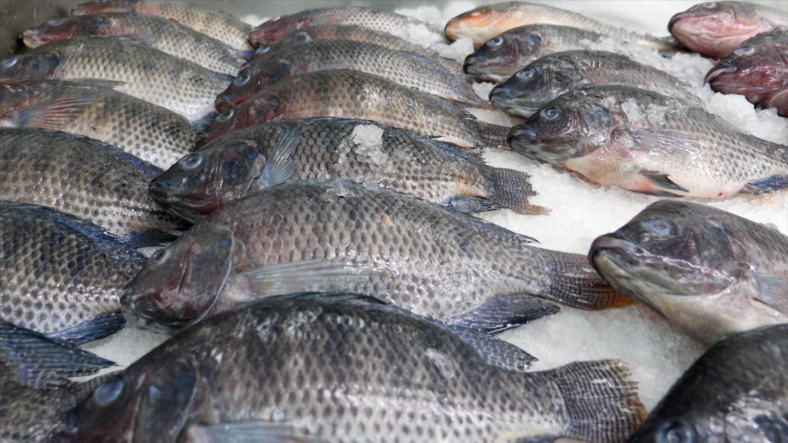 Cât de proaspăt este peştele cumpărat din piaţă sau din supermarket. Rezultatele neaşteptate ale testelor: "Poate pune în pericol viaţa"
