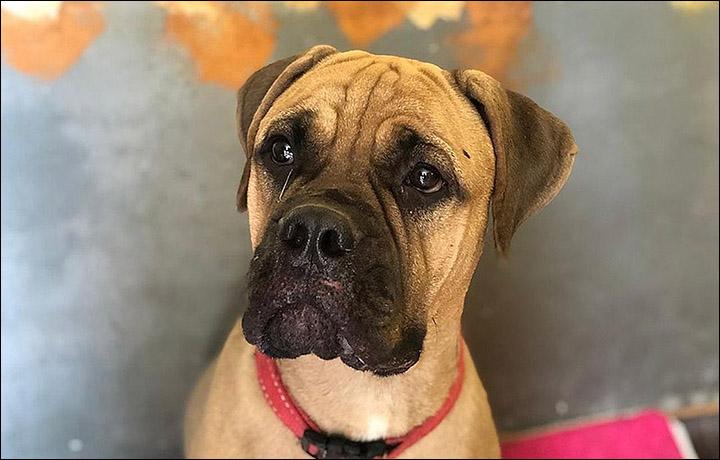 Un câine a mers 200 de km prin pădurea siberiană pentru a se întoarce la stăpâna care l-a abandonat. Maru a fost găsită cu lacrimi în ochi, lângă o cale ferată