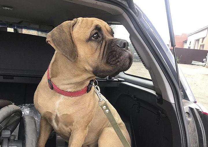 Un câine a mers 200 de km prin pădurea siberiană pentru a se întoarce la stăpâna care l-a abandonat. Maru a fost găsită cu lacrimi în ochi, lângă o cale ferată