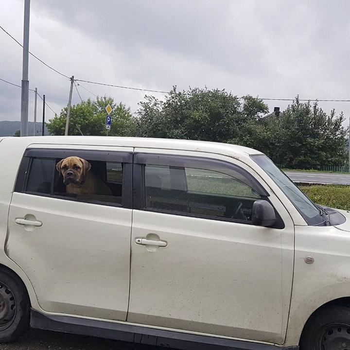Un câine a mers 200 de km prin pădurea siberiană pentru a se întoarce la stăpâna care l-a abandonat. Maru a fost găsită cu lacrimi în ochi, lângă o cale ferată