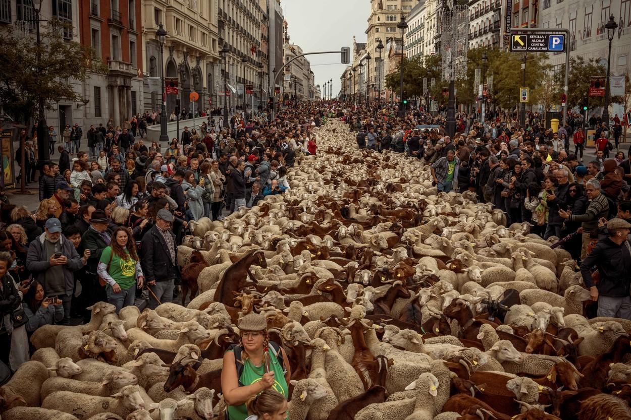 "Este uimitor!" Spectacol pe străzile din Madrid, ocupate de oi. Pastorii şi-au mânat turmele urmând vechile rute către păşunile de iarnă