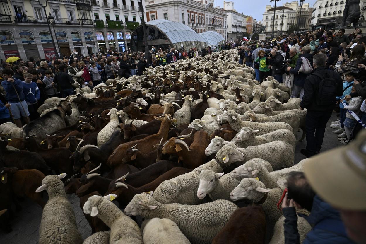 "Este uimitor!" Spectacol pe străzile din Madrid, ocupate de oi. Pastorii şi-au mânat turmele urmând vechile rute către păşunile de iarnă