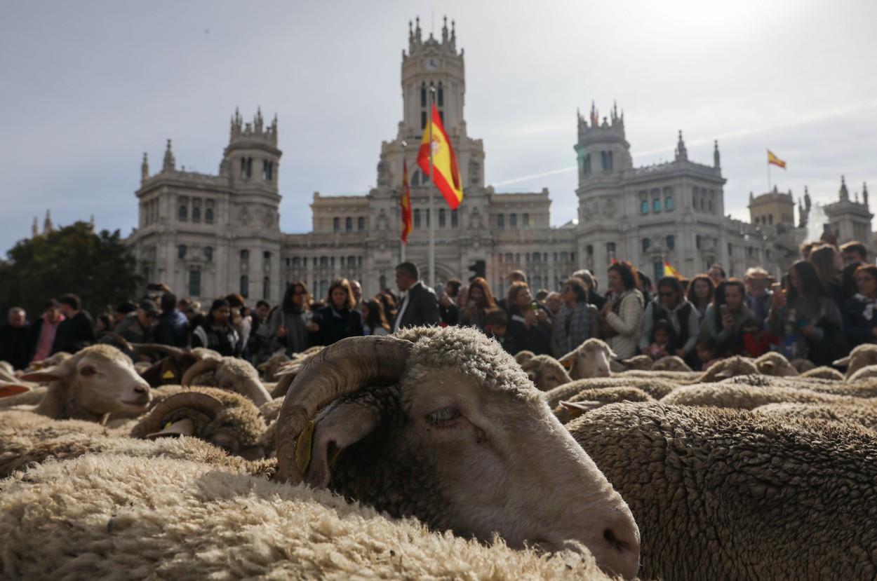 "Este uimitor!" Spectacol pe străzile din Madrid, ocupate de oi. Pastorii şi-au mânat turmele urmând vechile rute către păşunile de iarnă