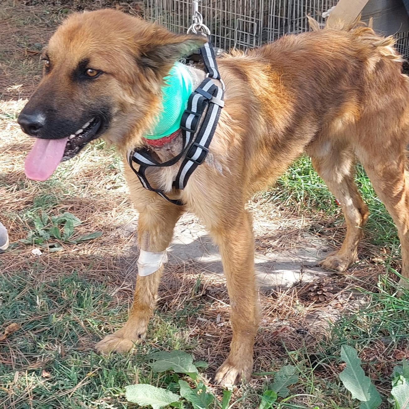 Cruzime fără limite. Câine cu rană adâncă la gât, după ce a fost legat cu o sârmă pe o stradă din Capitală. Proprietarul, de negăsit