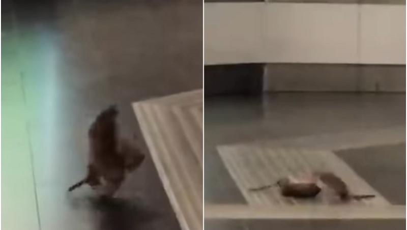 "Mortal Kombat" între şobolani, în Italia. Rozătoarele au devenit virale după ce au fost filmate cum se bat în Gara Termini