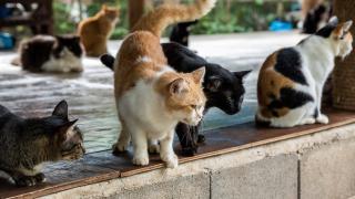 O mie de pisici, care urmau să fie sacrificate într-un abator din China, au fost salvate. Erau servite clienţilor drept carne de porc sau miel