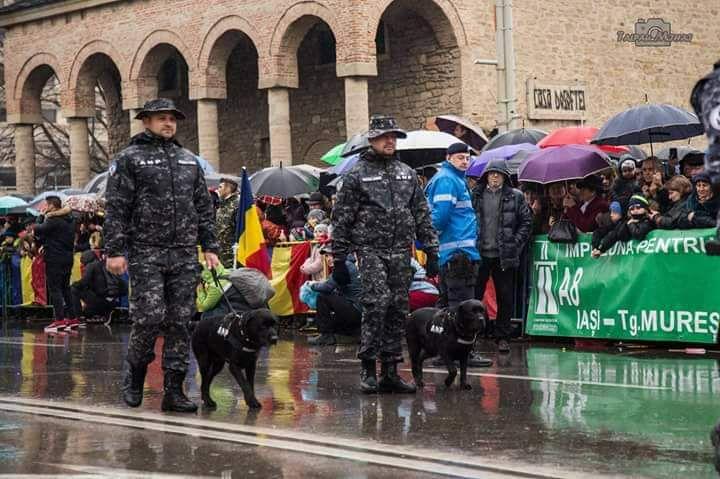 Doliu în Penitenciarul Iaşi. A murit Tina, cel mai curajos câine de serviciu, care şi-a ajutat camarazii pentru un deceniu.