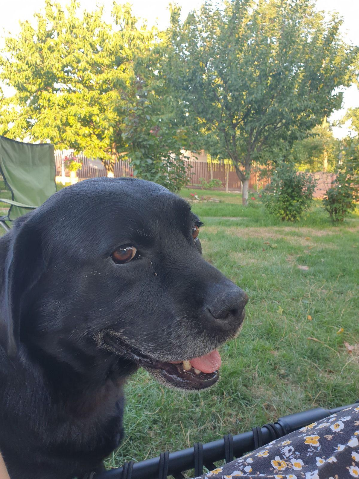 Doliu în Penitenciarul Iaşi. A murit Tina, cel mai curajos câine de serviciu, care şi-a ajutat camarazii pentru un deceniu.