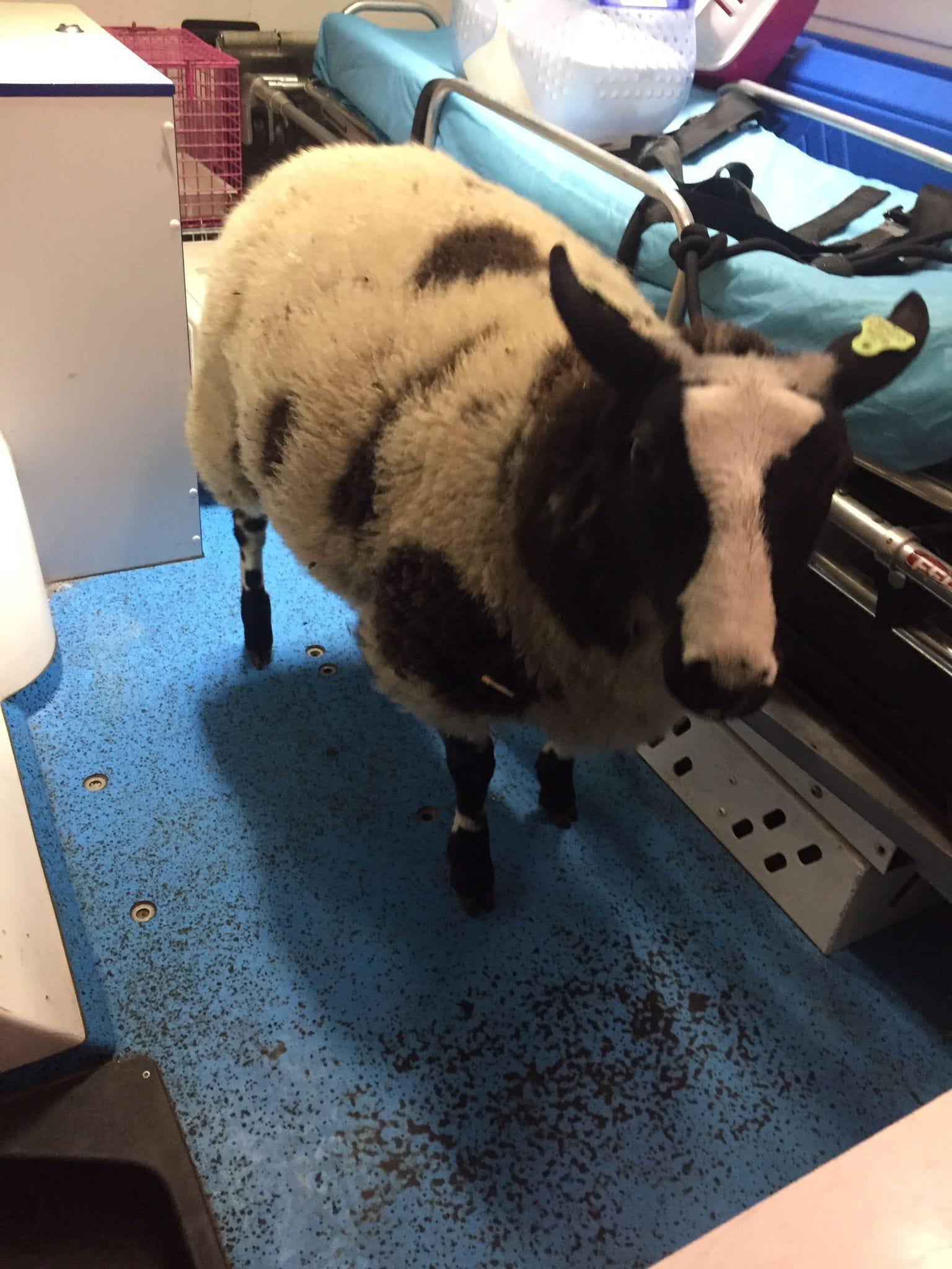 Român din Olanda, descoperit cu o oaie ascunsă în portbagajul mașinii. O furase de la o gradină zoologică