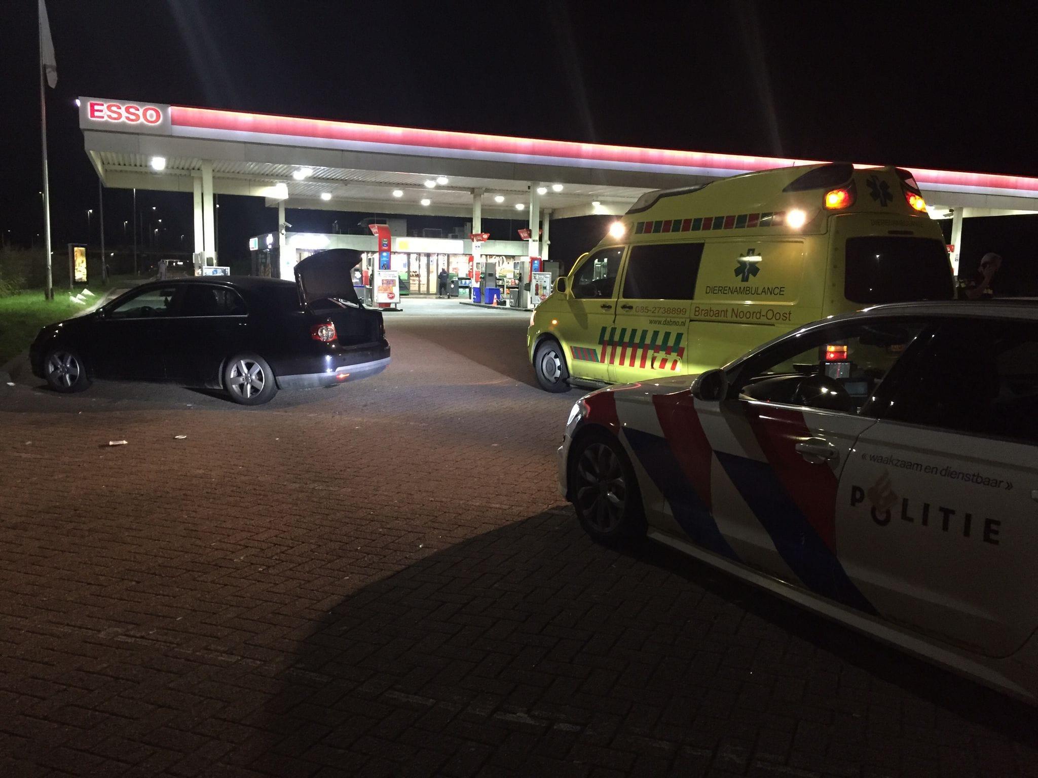 Român din Olanda, descoperit cu o oaie ascunsă în portbagajul mașinii. O furase de la o gradină zoologică