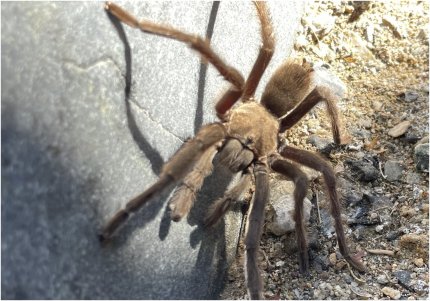 Motociclist la spital, din cauza unui păianjen. Tânărul lovise o maşină, care a frânat brusc pentru a evita tarantula, în "Valea Morţii" din SUA