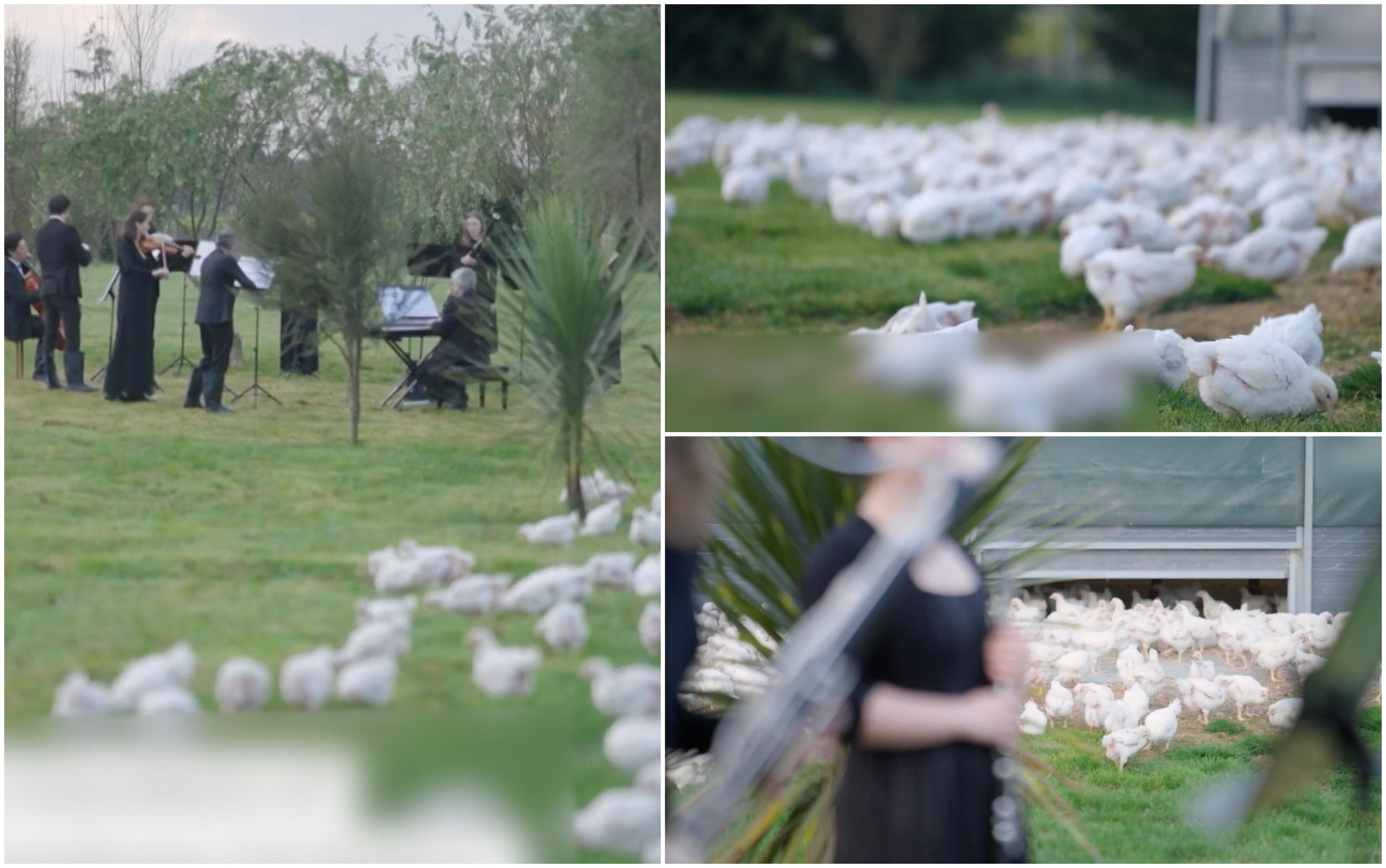 Orchestra simfonică din Noua Zeelandă a ţinut un concert pentru găini. Ce avantaje ar avea muzica pentru animale şi păsări