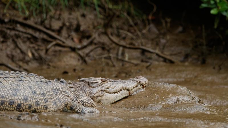 Producătorul unei emisiuni radio pentru pescari, dat dispărut în zona unui râu cu crocodili din Australia. Maşina şi lucrurile lui, găsite pe marginea apei