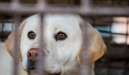 Coreea de Sud pune capăt unei tradiţii controversate: Va interzice consumul de carne de câine. De ce au eşuat iniţiativele anterioare