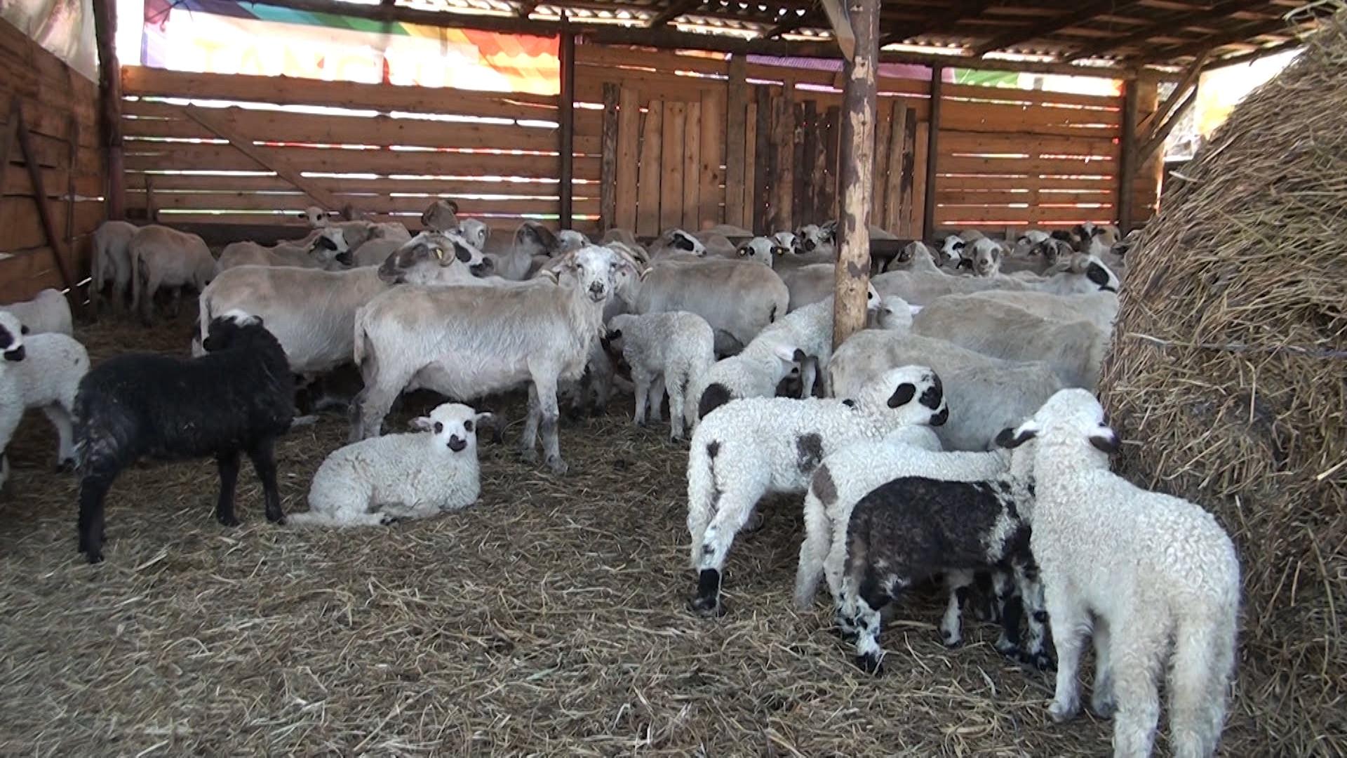 Minor de 13 ani, obligat să muncească la stâna unui bărbat din Braşov pentru a trimite bani părinţilor. Băiatul are doarr 3 clase