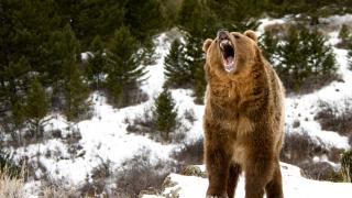 Bărbat sfâşiat de o ursoaică, în timpul unei partide de vânătoare, în Gorj. A fost transportat de urgenţă la spital