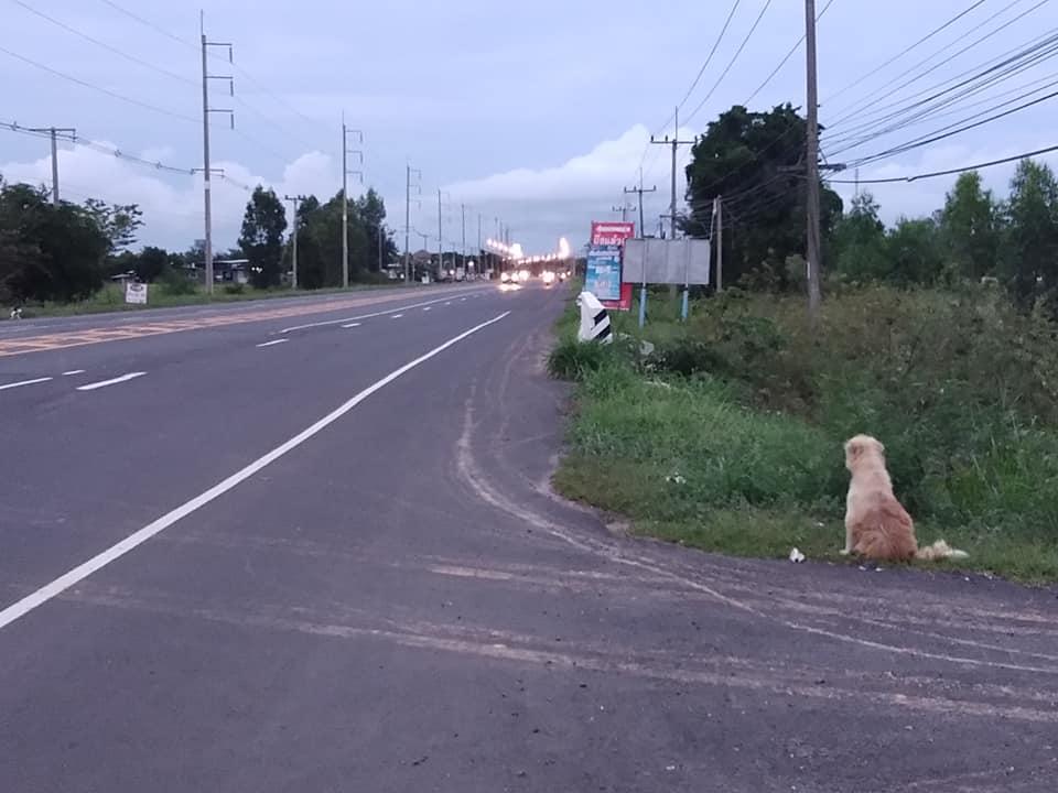 Motivul trist pentru care un câine a aşteptat 4 ani pe marginea unei şosele. BonBon a refuzat să plece, deşi a fost adoptat de un bărbat, în Thailanda