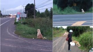 Motivul trist pentru care un câine a aşteptat 4 ani pe marginea unei şosele. BonBon a refuzat să plece, deşi a fost adoptat de un bărbat, în Thailanda
