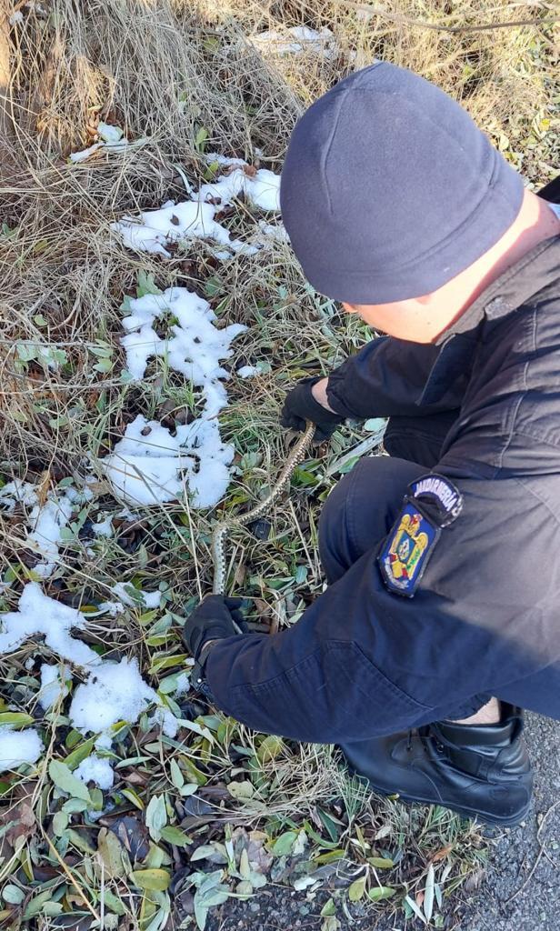 Șarpe de peste un metru lungime, capturat din jandarmi după ce a intrat într-un apartament din Constanța