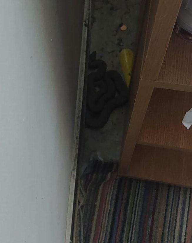 Șarpe de peste un metru lungime, capturat din jandarmi după ce a intrat într-un apartament din Constanța