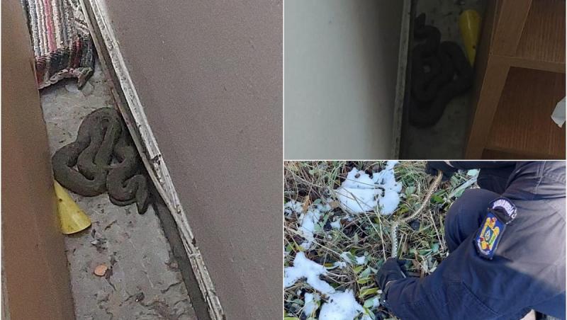 Șarpe de peste un metru lungime, capturat de jandarmi după ce a intrat într-un apartament din Constanța: "Nu a fost mulțumit de eliberarea în natură"