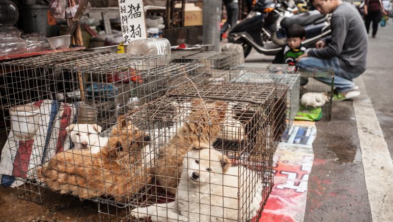 Sute de câini, salvaţi de la moarte în China. Animalele urmau să fie bătute, înfometate şi apoi mâncate